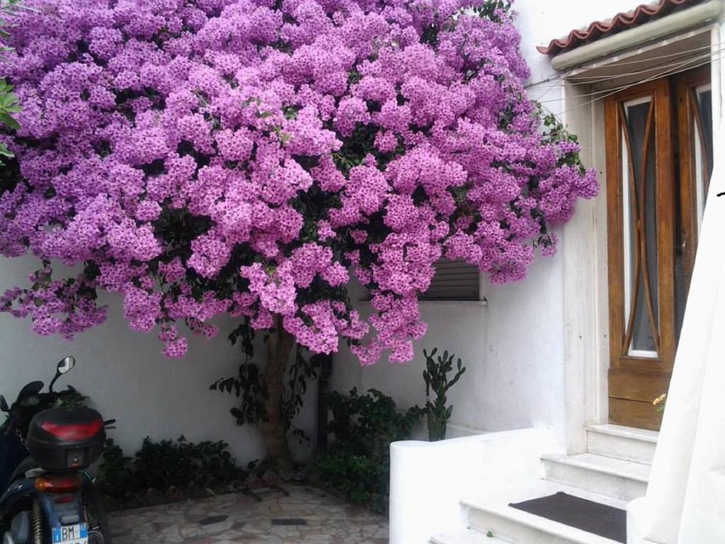 Villa Lea เวียเรจโจ ห้อง รูปภาพ